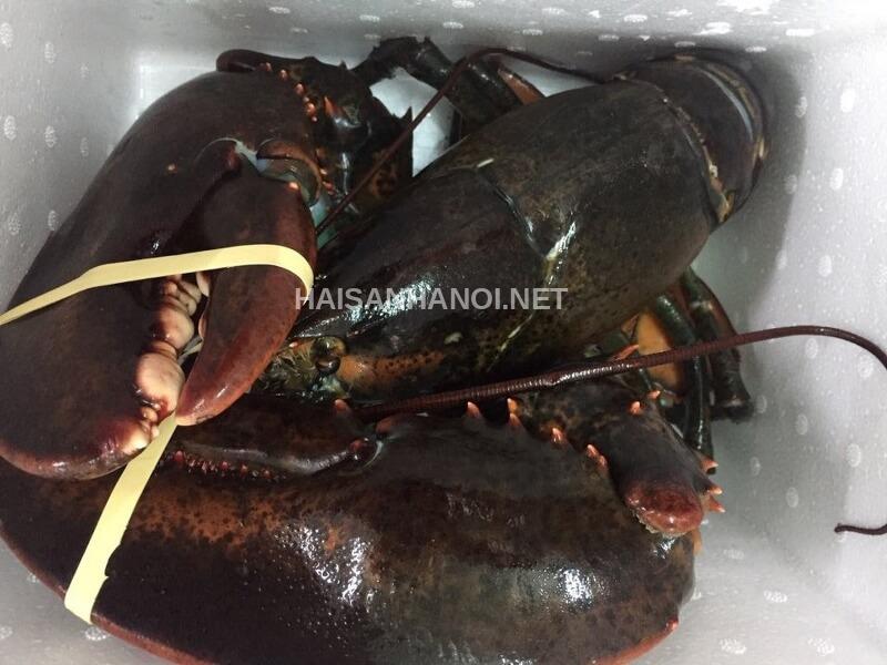 Tôm hùm Alaska Canada ngất size 2,4kg giá 790k/1kg. Hot 16-3-2019