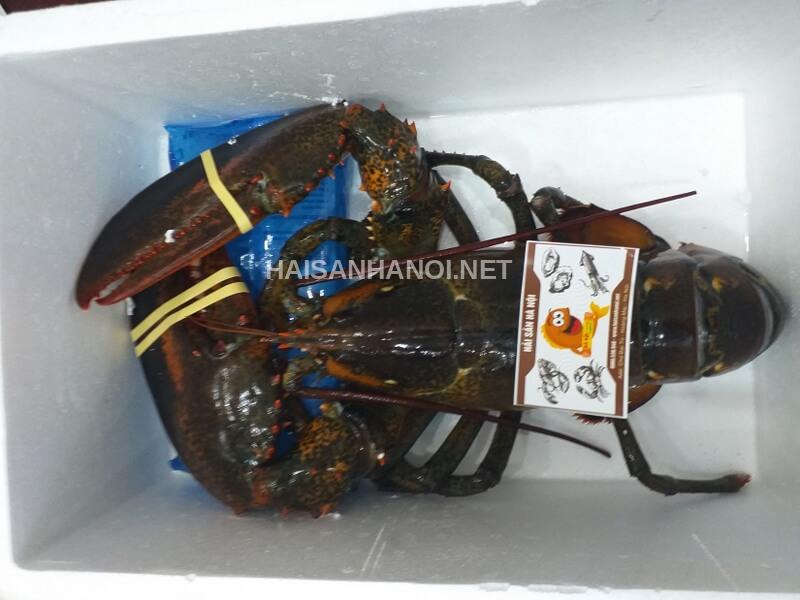 Tôm hùm Canada Alaska ngộp 3,88kg giá 790k. Seafood 19/3